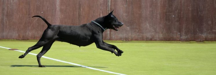 thai ridgeback dog jumping